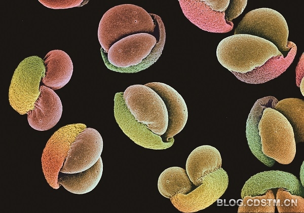 电子显微镜下的花粉