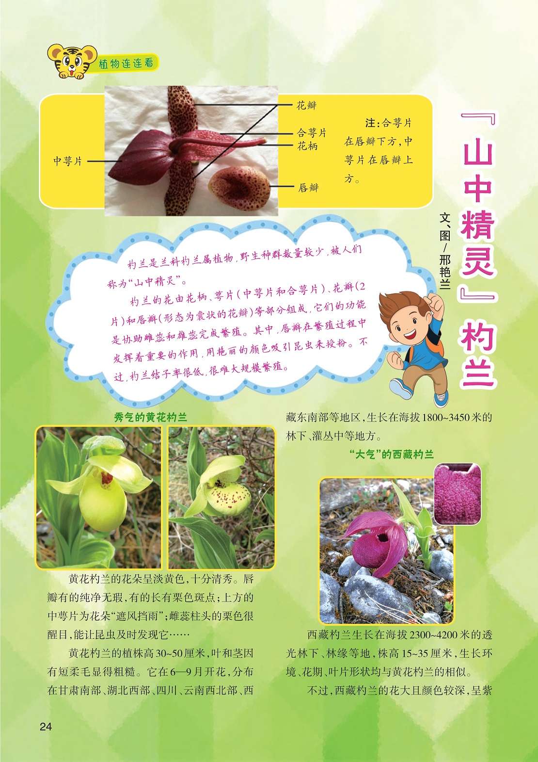 杓兰是兰科杓兰属植物,西藏杓兰的花大且颜色较深