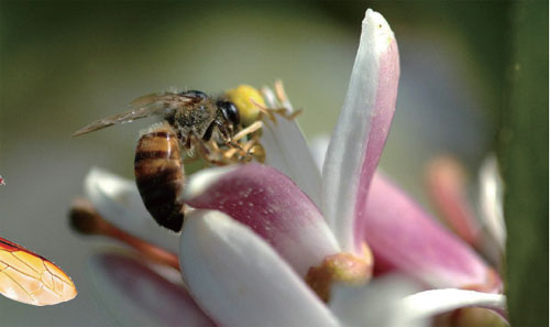 高加索蜂和意蜂有什么不同（高加索蜂种采胶和采蜜比意大利蜂种哪个高些）