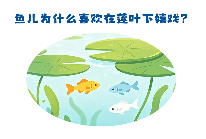 第500集 古诗词中的科学：鱼儿为什么喜欢在莲叶下嬉戏？