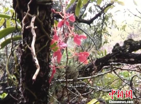     图为视频截图，中国濒危珍贵植物——火焰兰。　杨晓国　摄