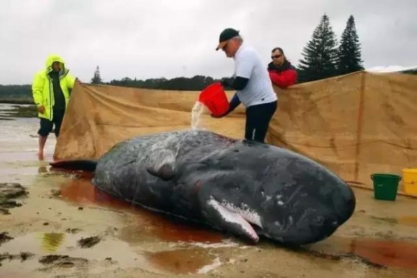 志愿者往搁浅的抹香鲸身上浇水