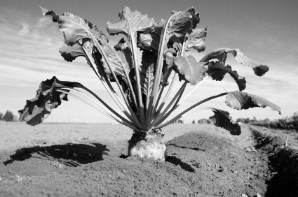 转基因的甜菜  图片来源:百度图片