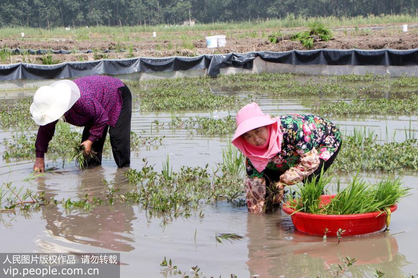 鬼稻作祟需警惕