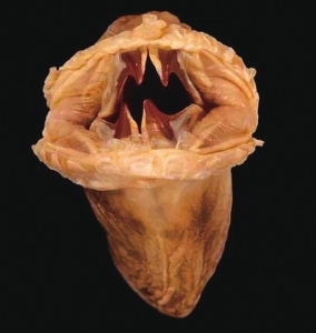 南极发现巨型海鳞虫