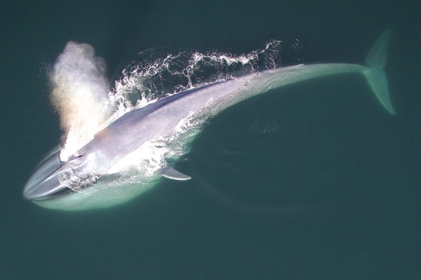 蓝鲸俯冲进食改变偏侧性
