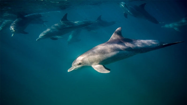 海豚vs大鲨鱼 W020171212486454821649.jpg