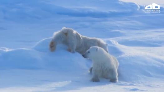 北极圈惊现32度高温，谁让北极发烧了？
