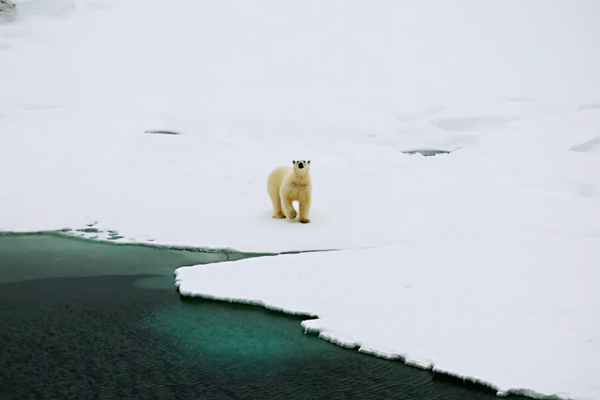 北极;北极熊
