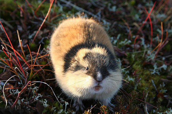 鼠是什么类型 W020200924574471064639.jpg