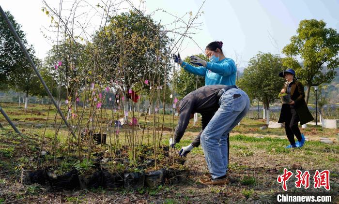 珍稀植物,珍稀濒危植物,珍稀濒危物种的拯救保护