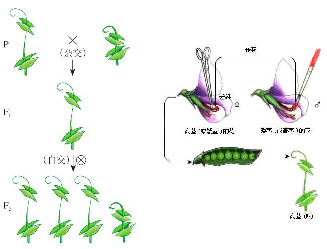 孟德尔高茎豌豆图片