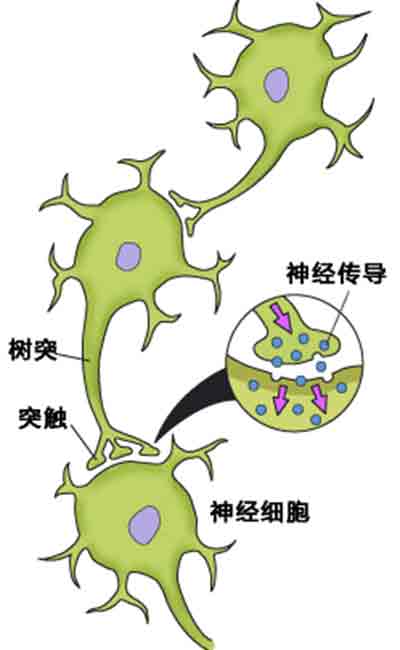 神经递质在神经细胞间传递信息