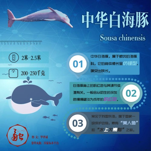你们转发的“粉红海豚”到底是个啥?