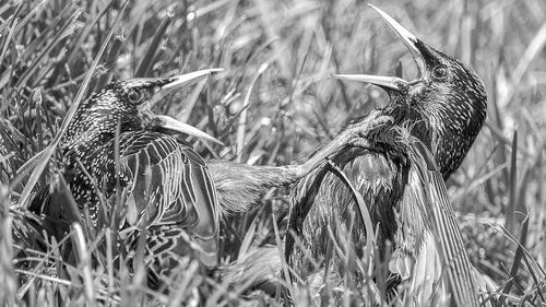 在一场公平决斗中,两只椋鸟在一决雌雄. 图片来源:angela n./flickr