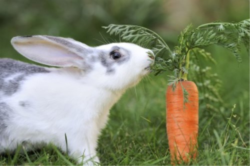 小兔子真的喜欢胡萝卜吗？