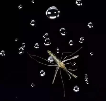 为什么蚊子永远不会被雨砸死？