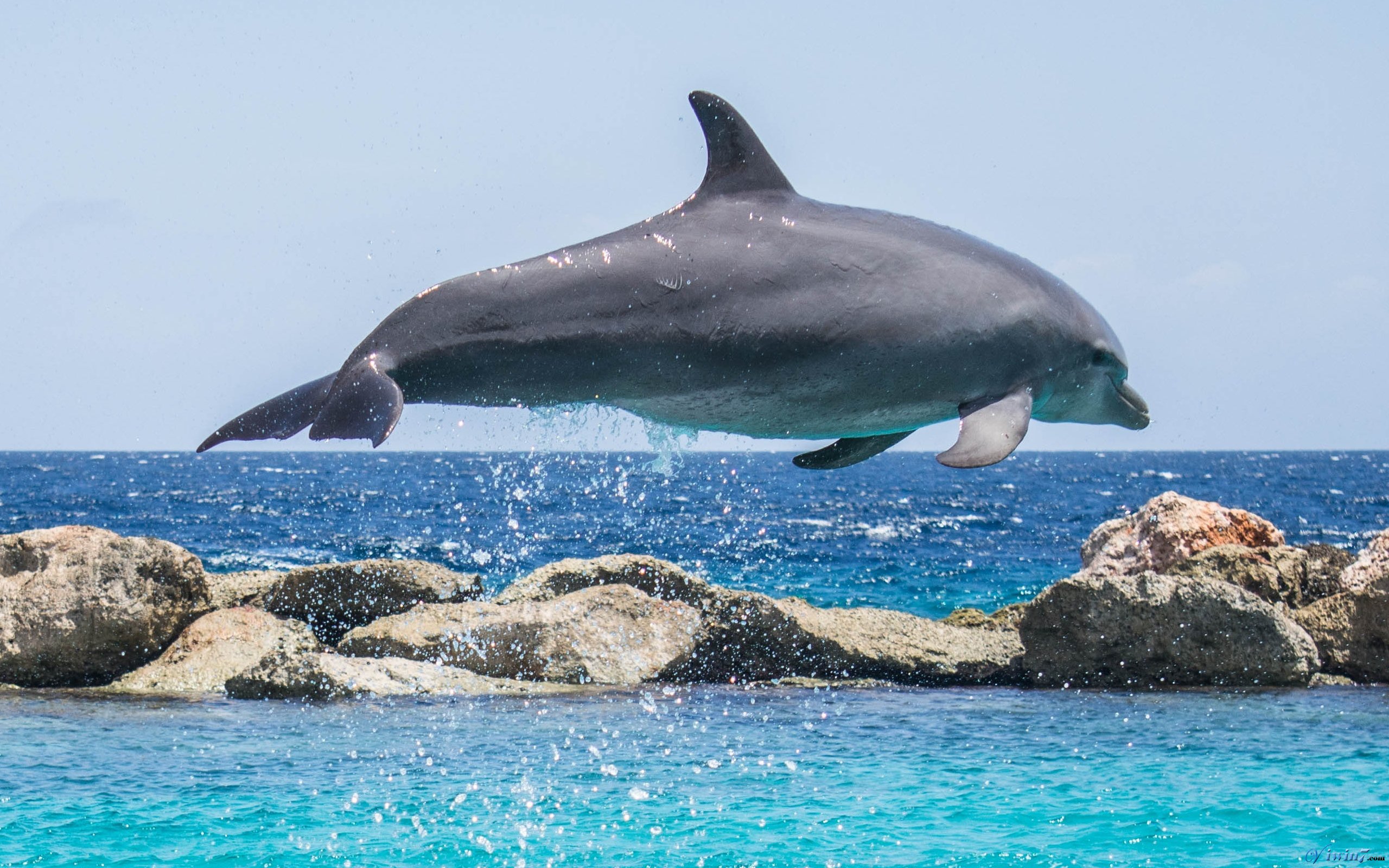 长江江豚科考下月起航