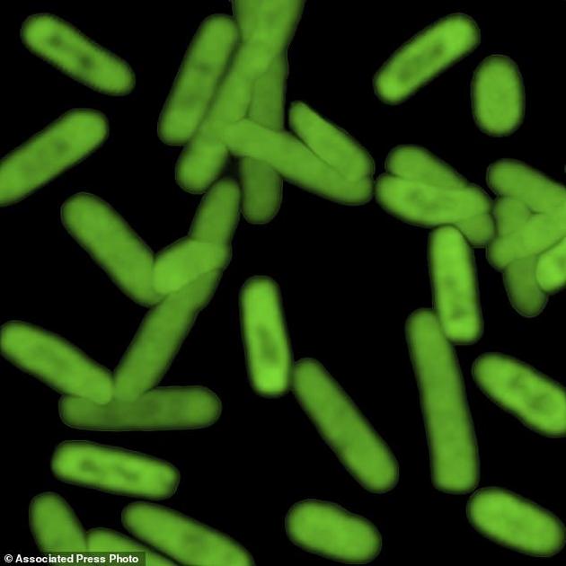 这张未标日期的图片由美国斯克里普斯研究所提供，显示了一种能生成全新蛋白质的半合成大肠杆菌菌株。研究者在2017年11月29日报道称，他们成功扩展了生命的遗传密码子表，并利用人造DNA创造了这一菌株。