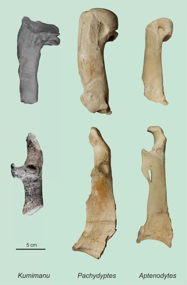 比氏库米企鹅与厚企鹅（Pachydyptes ponderosus，一种已灭绝的大型企鹅，生活在始新世的新西兰）和皇帝企鹅（Pachydyptes ponderosus）的肱骨和鸟喙骨比较