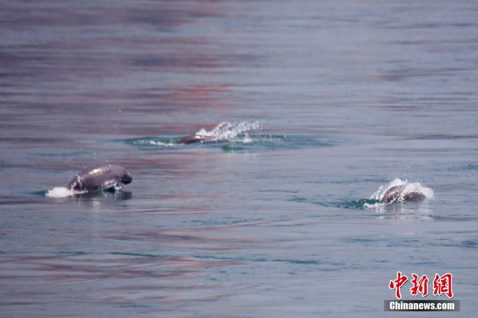 长江江豚;国家一级保护动物;水中大熊猫