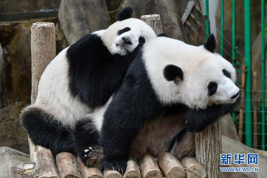 大熊猫;熊猫