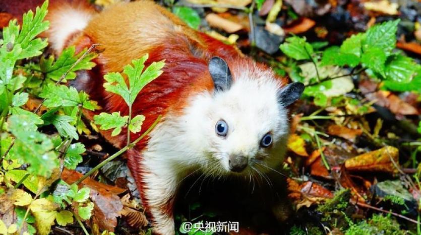 绝美地貌 陕西汉中罕见天坑群藏了多少秘密? 绝美地貌 陕西汉中罕见天坑群藏了多少秘密?