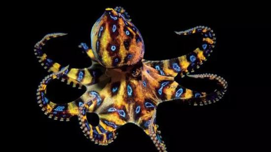 美丽的蓝环章鱼。来源：Oceanwide Images