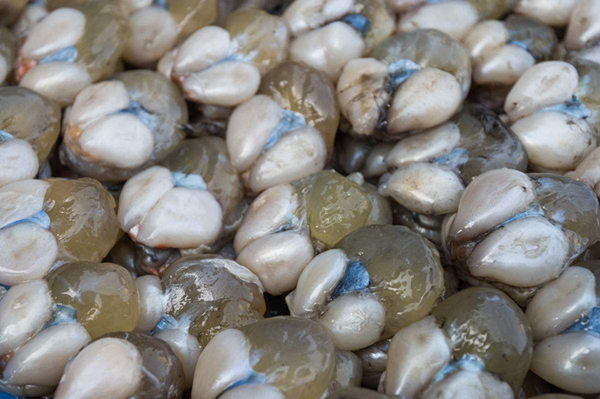 墨鱼蛋本来的模样_副本