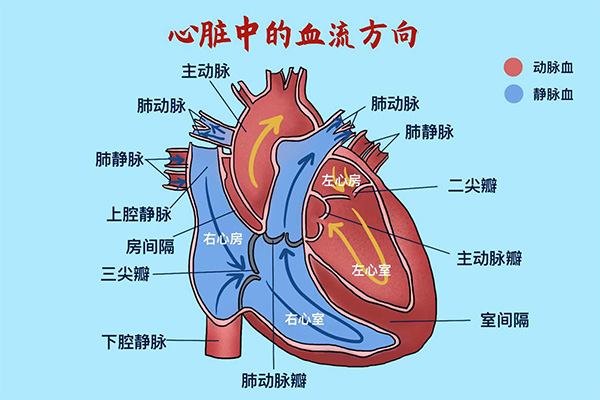 心脏心室心房图流经图片