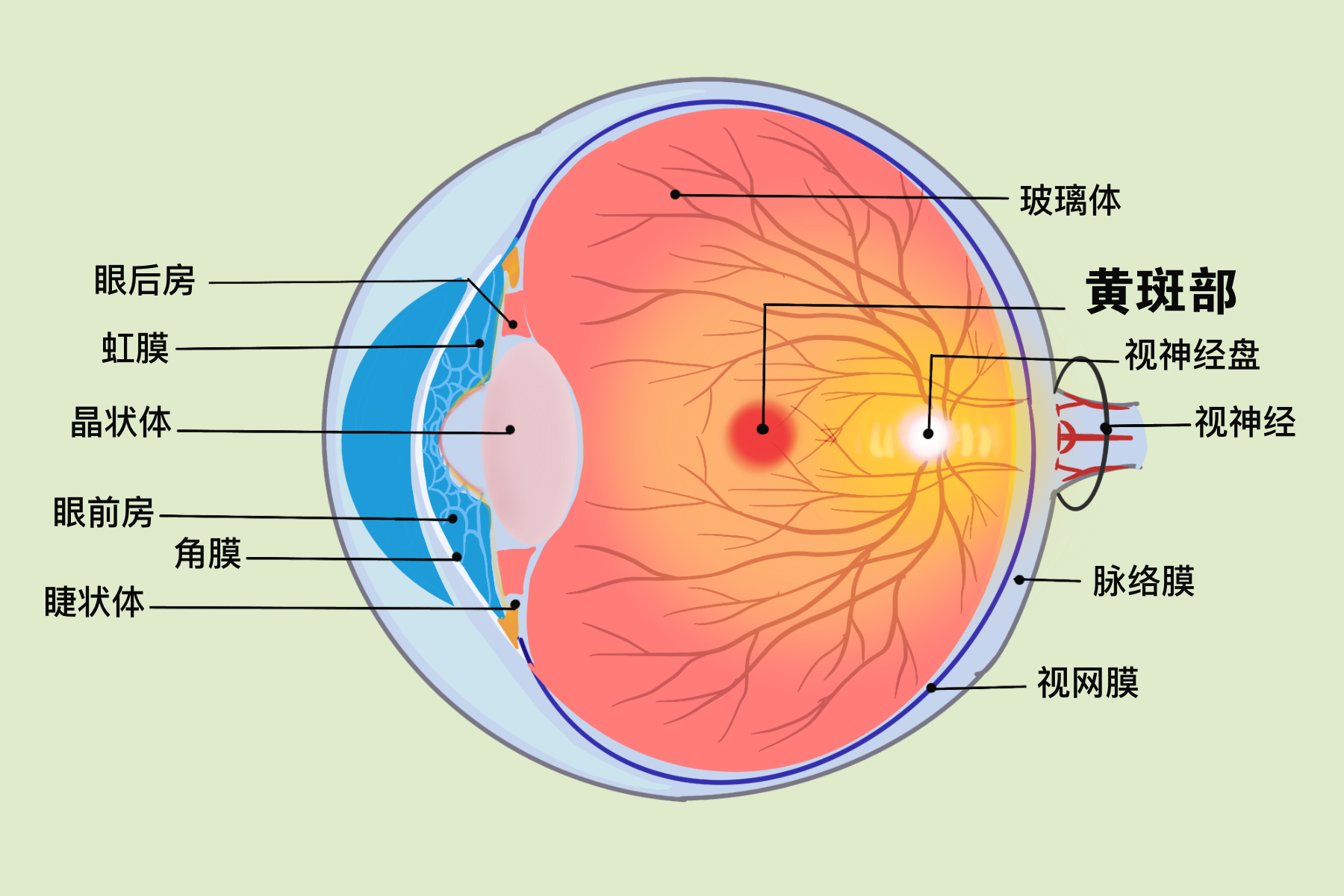视网膜,剧烈咳嗽会导致视网膜脱落吗,视网膜分离