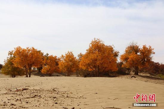 中国荒漠化和沙化土地面积连续10年“双缩减”