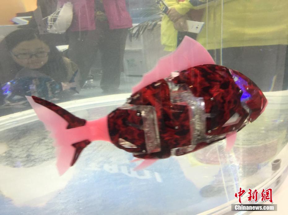 “天价鱼”亮相世界机器人大会 不能吃还十几万元一条