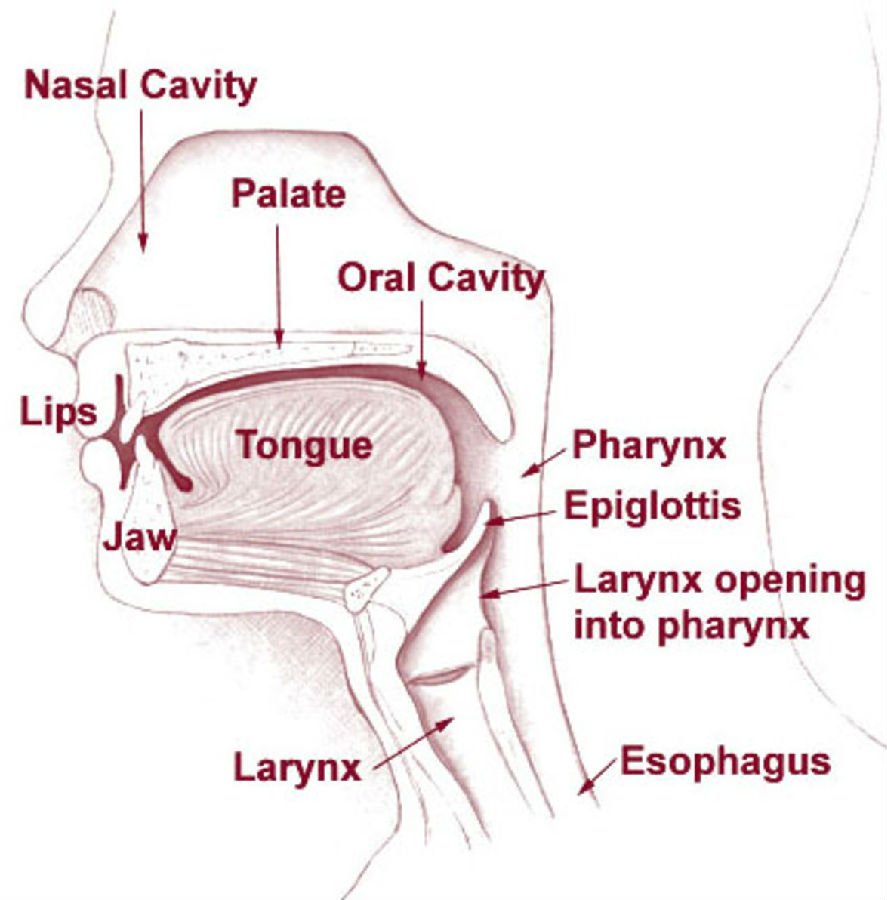 发音剖面图图片