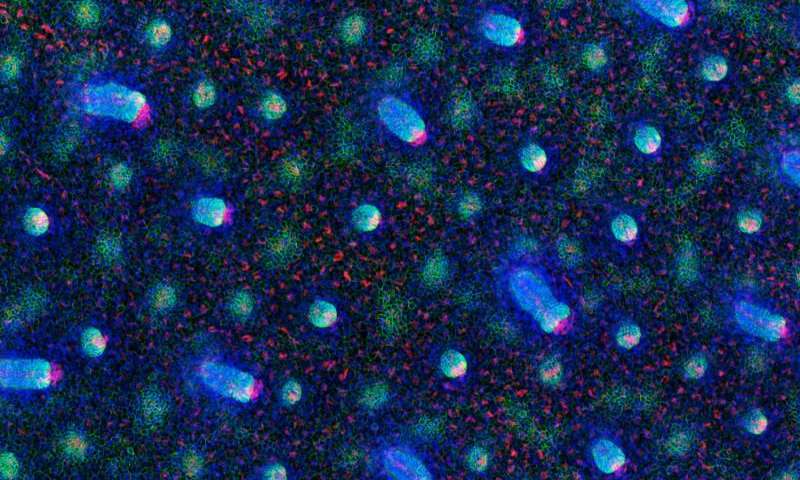 signalsthatm.jpg signalsthatm.jpg