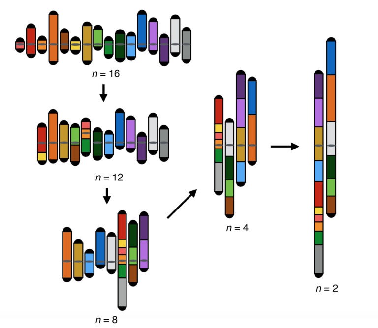人工组装酵母染色体:让实验室合成生物更易于