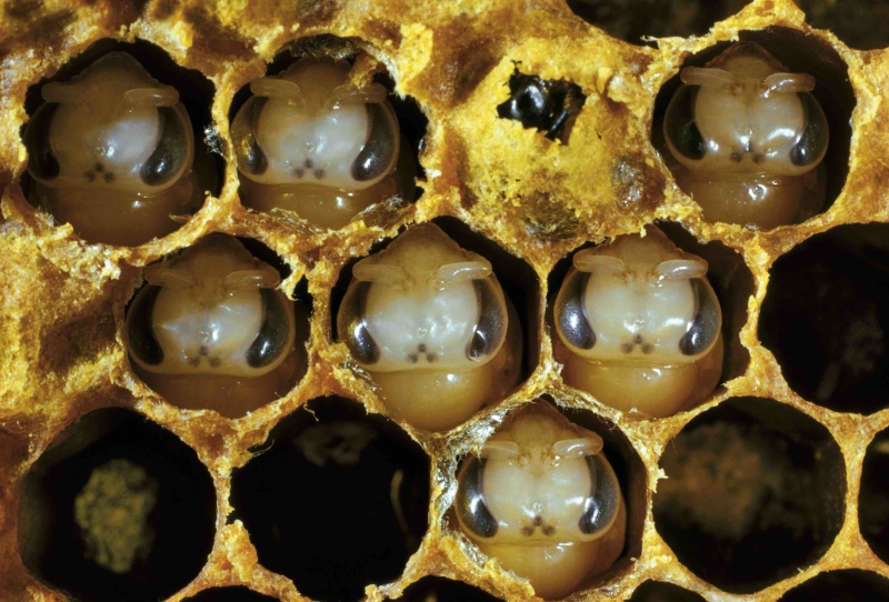 蜜蜂三日内幼虫图图片