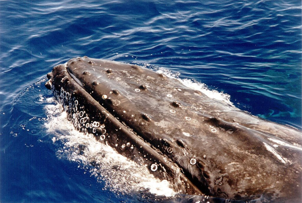 鲸虱座头鲸图片