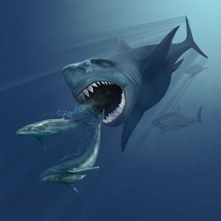 鲸鱼跟鲨鱼外观区别图片