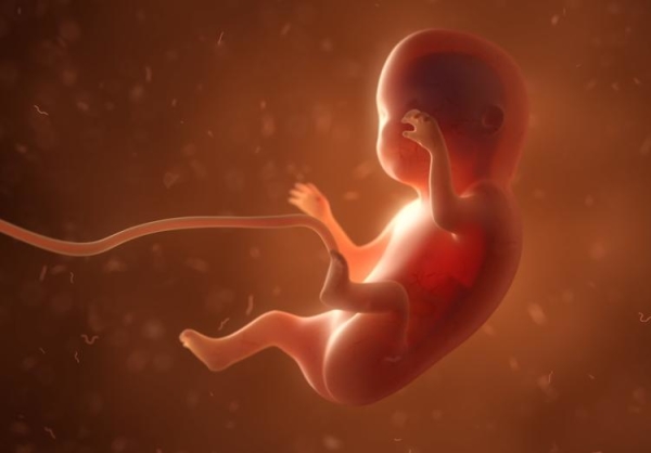 科学家成功培养首个人类胚胎模型_人类胚胎的伦理学地位不妨碍_人类胚胎伦理原则