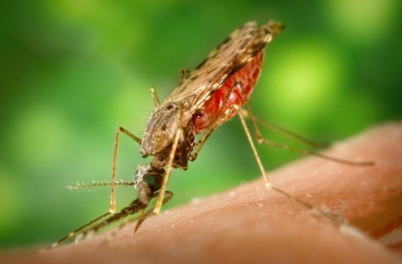疟疾,传染病,按蚊