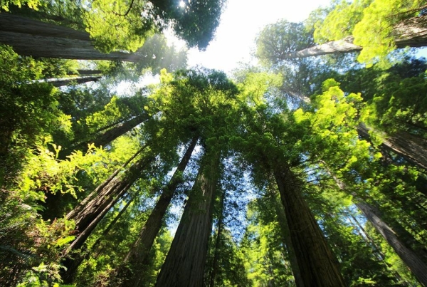 巨型,红杉,森林