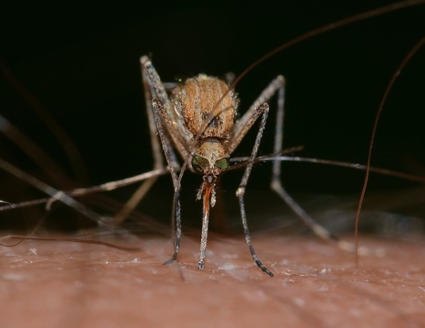 蚊子引诱剂,驱虫剂,嗅觉感受器