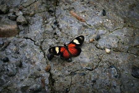 蝴蝶,生命科学,生物多样性