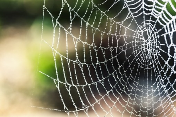 蜘蛛丝网,结构,癌症治疗灵感