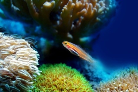 白化珊瑚,营养匮乏,危机