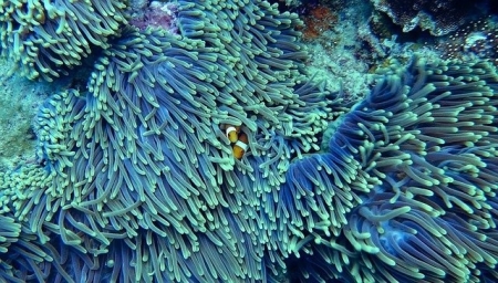 珊瑚,海洋,益生菌