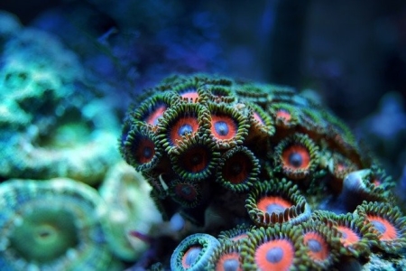 珊瑚礁,水下,生存