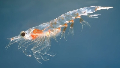 南极,磷虾,甲壳类动物 南极,磷虾,甲壳类动物