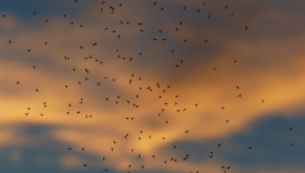 群蚊乱舞,蚊子飞行,空中的蚊子